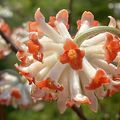 Edgeworthia à la surprenante floraison hivernale parfumée