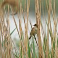 Camargue gardoise (15)