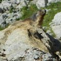 Randonnée accompagnée Vercors - Crête des Jaux (Villard de Lans)