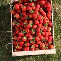 Confiture de fraises à l'eau de rose