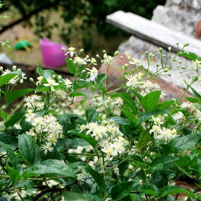 A walk by the river at Cintegabelle