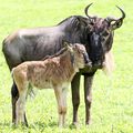 Tanzanie - Parc National du cratère du N'Gorongoro - partie 6.