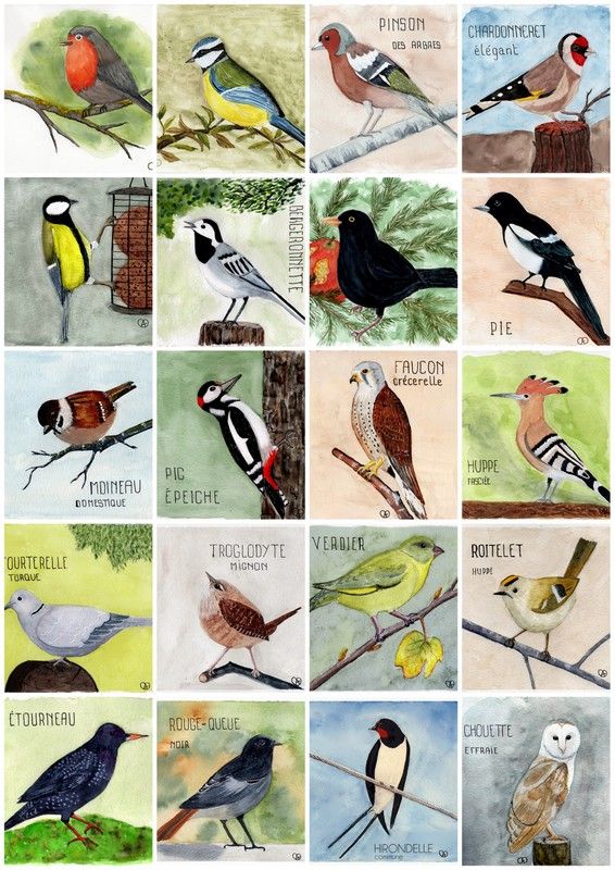 Oiseaux du jardin 3
