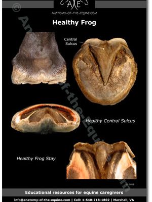 Les 5 étapes du parage (site Ironfreehoof): 3) Parer la fourchette