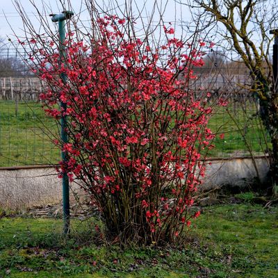 le printemps en hiver