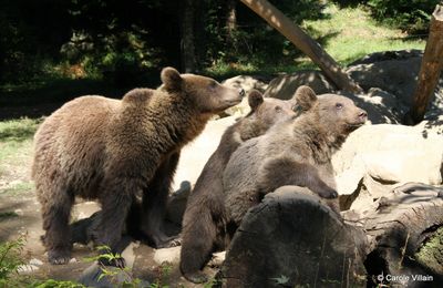 Maman ours et ses deux petits