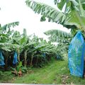 La culture raisonnée de la banane en Guadeloupe