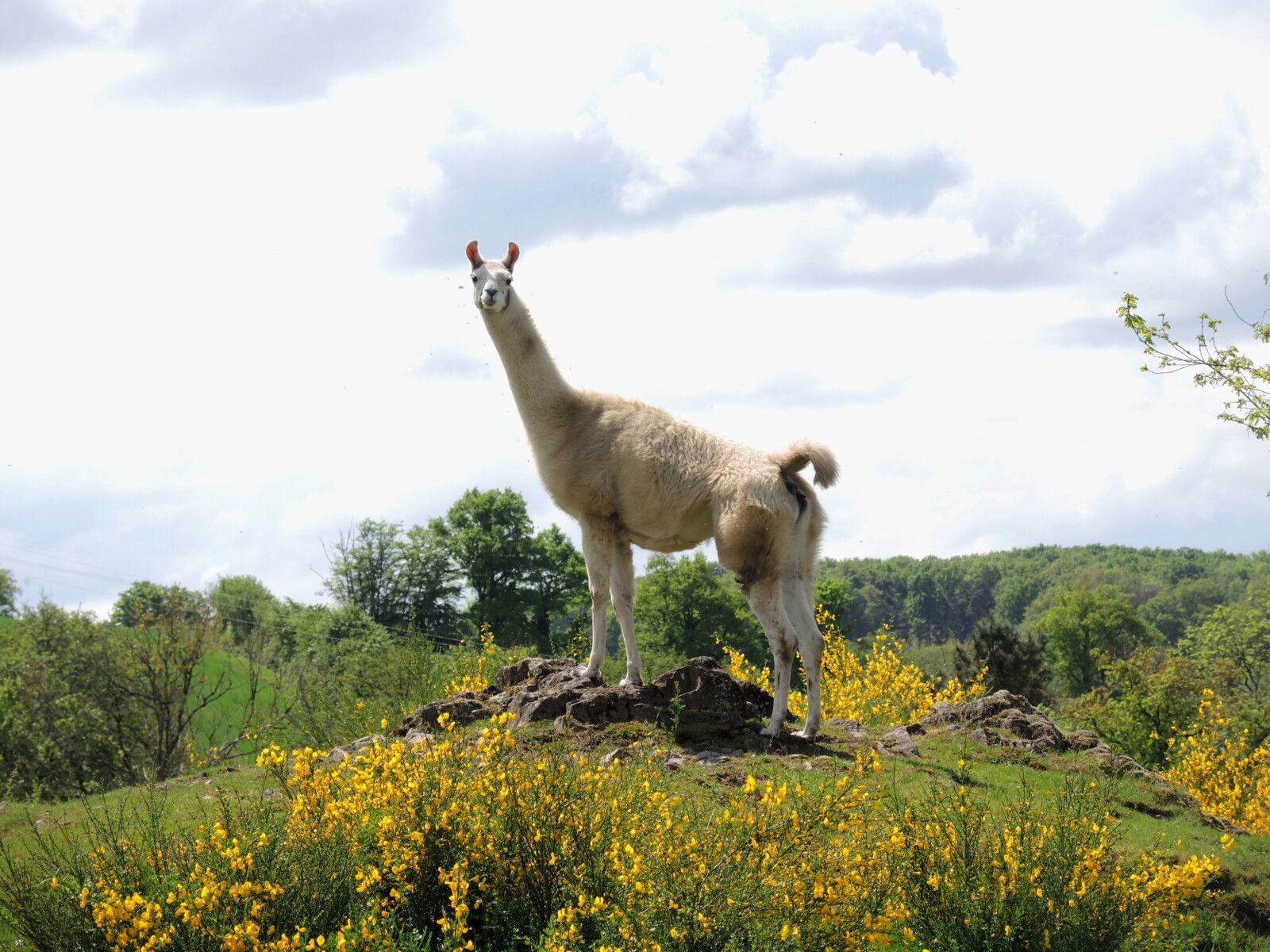 Préporché, Trucy, rencontre avec un lama. (58)