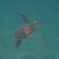 Les tortues de Martinique