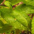 Après la pluie