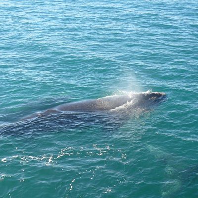 Le chant des Sirenes...