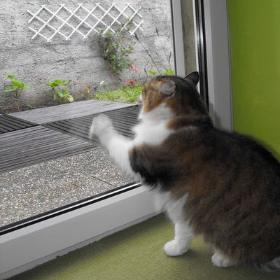 Pouchkine au paradis des chats