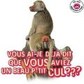 une page gag animaux