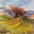 Vache dans le vent dans les Highlands