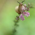 Escargot funambule