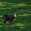 chamois