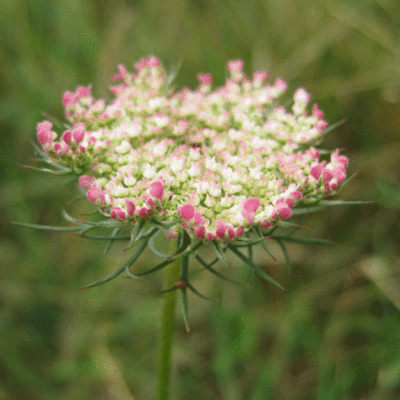 Je n'aime que toi petite fleur des champs
