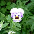 Il faut fouler aux pieds des fleurs à peine écloses ; Il faut beaucoup pleurer, dire beaucoup d'adieux.