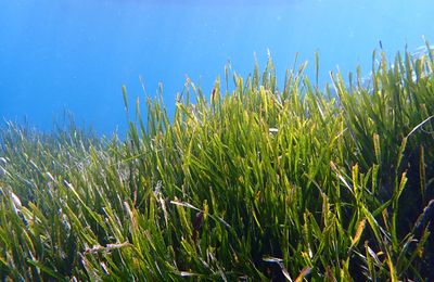 + 5°C en Méditerranée : des risques pour les écosystèmes et pour les hommes - +5°C in the Mediterranean: risks for ecosystems