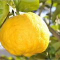 Le citron. De Kashmir à Babylone. 25 siècle av. J.C.
