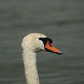 CYGNE TUBERCULE