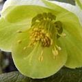 L'Hellebore de Corse aux remarquables fleurs vertes ! 