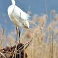 L'aigrette de Savoie, la Grande!