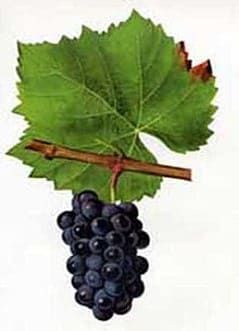 L’Anjou Gamay. La Comtesse Ida de Montebise. En 1848.