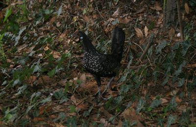 POULES : petit bilan, nouvelles pensionnaires et tout fout le camp ! 