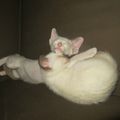 Messi et Mana n'haKyrielle, chatons siamois