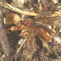 Lasius brunneus