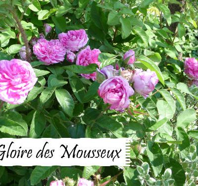 Joli mois de mai... joli mois de la rose !