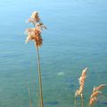 UNE PETITE BALADE AU BORD DU LAC...