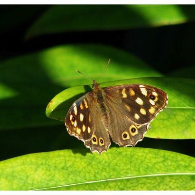 La Série de Lætitia