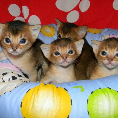 Rebecca de Geliodor avec ses freres et soeurs
