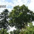 [projet 52-2015] semaine 31 - arbre