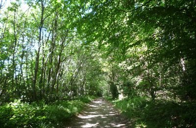 TOUJOURS DANS LA FORET...