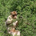 La forêt des singes 