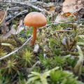 Les arbres repoussent sur les souches des arbres coupés, ou qd la nature est aidée par l' homme