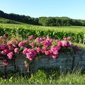 Le bouquet du week-end