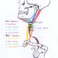 Muscles du cou