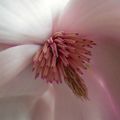 Une semaine en rose fleur de magnolia 'pigeon