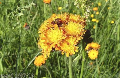 Epervière orange 