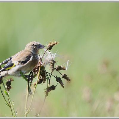 Le repas du Chardonneret