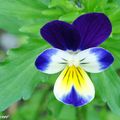 Viola tricolor, l'ancêtre des pensées cultivées