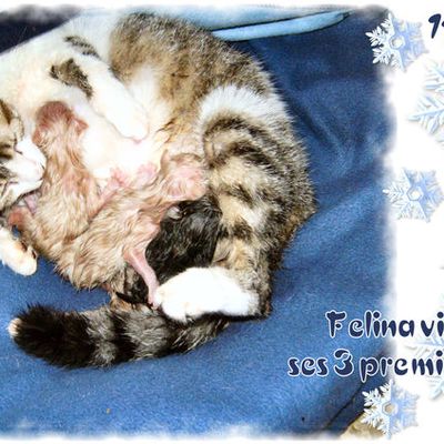 1, 2 et 3 boules de poil...