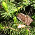 Un papillon de nuit qui n'a du hibou que le nom !