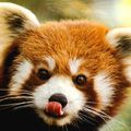 Le panda roux