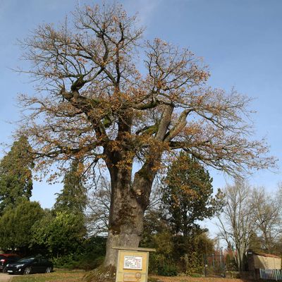 QUELQUES PHOTOS DU CHÊNE DE ROVILLE EN DATE DU 12 NOVEMBRE 2025.