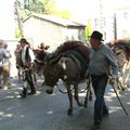 La transhumance en Provence